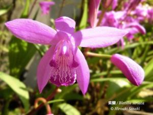 Bletilla striata