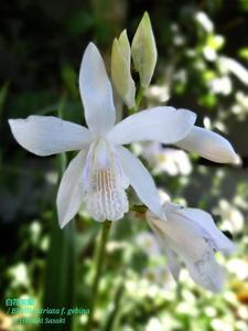 Bletilla striata