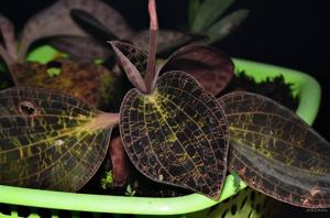 Dossinia marmorata
