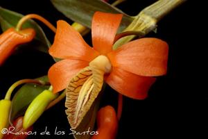 Dendrobium unicum