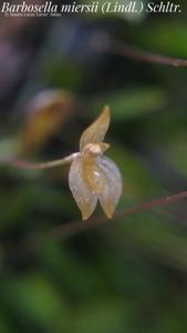 Barbosella miersii