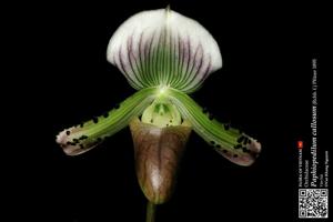 Paphiopedilum callosum