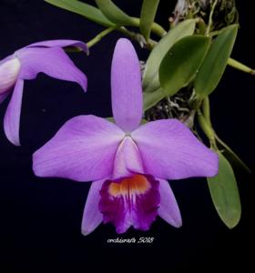 Cattleya praestans