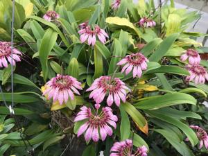 Bulbophyllum longiflorum
