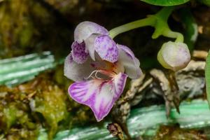 Phalaenopsis appendiculata