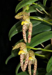 Bulbophyllum lasiochilum