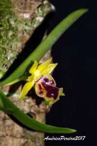Gastrochilus retrocallus