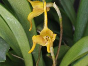 Masdevallia floribunda