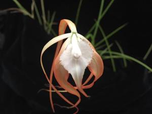 Brassavola appendiculata