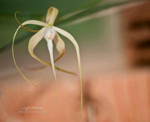 Brassavola cucullata