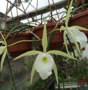 Brassavola flagellaris