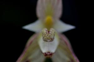 Bulbophyllum ambrosia