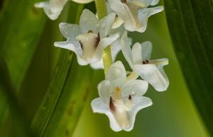 Bryobium hyacinthoides