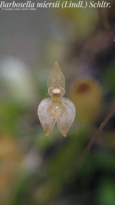 Barbosella miersii