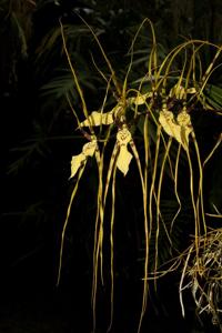 Brassia arcuigera