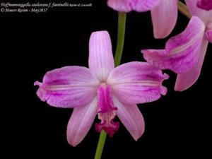 Cattleya caulescens