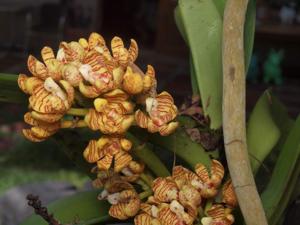 Acampe praemorsa var. longepedunculata