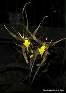 Brassia pozoi