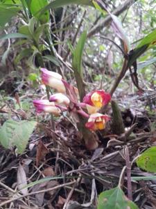 Acanthophippium bicolor