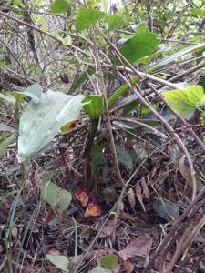 Acanthophippium bicolor