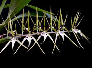 Brassia wageneri