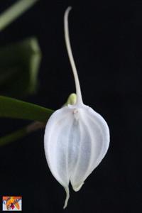 Masdevallia tovarensis