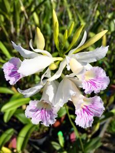 Broughtonia negrilensis