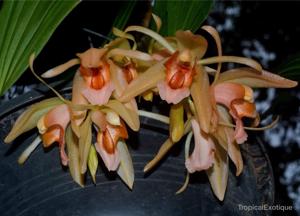 Coelogyne salmonicolor