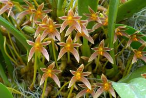 Bulbophyllum affine