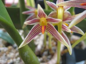 Bulbophyllum affine