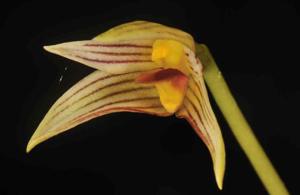 Bulbophyllum affine