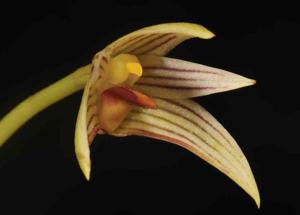 Bulbophyllum affine