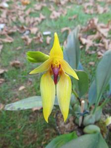 Bulbophyllum amplebracteatum