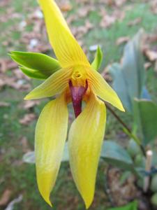 Bulbophyllum amplebracteatum