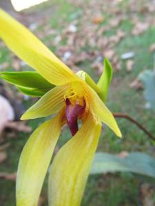 Bulbophyllum amplebracteatum