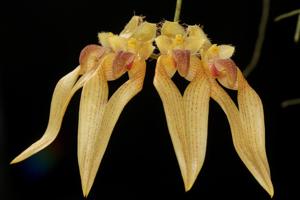 Bulbophyllum annandalei