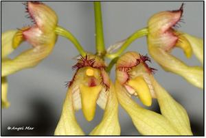 Bulbophyllum annandalei