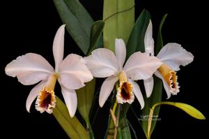 Cattleya percivaliana