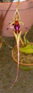 Bulbophyllum appendiculatum