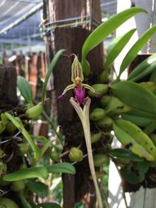 Bulbophyllum appendiculatum