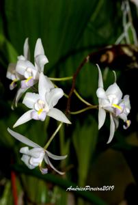 Laelia albida