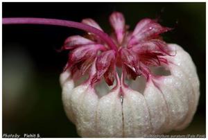 Bulbophyllum auratum