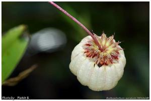 Bulbophyllum auratum