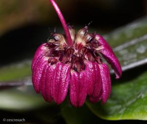 Bulbophyllum auratum