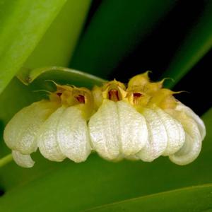 Bulbophyllum auratum