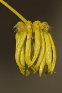 Bulbophyllum auratum
