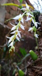 Bulbophyllum auricomum