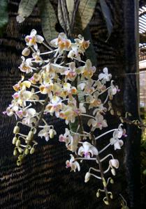 Phalaenopsis celebensis