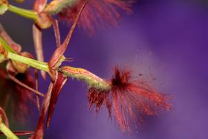 Bulbophyllum barbigerum