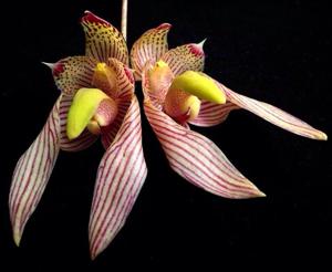 Bulbophyllum bicolor